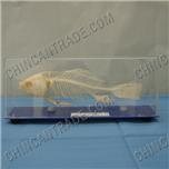 fish skeleton preserved model skeleton